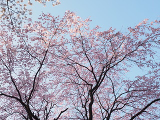 Japanese　ｃherry blossoms in Omiya Park