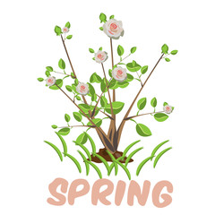 Blooming tree isolated