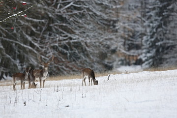 Big and beautiful fallow deer in the nature habitat in Czech Republic/on white snow during winter time