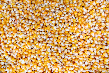 Dry corn background