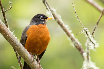 American Robin (Turdus migratorius), also known as 