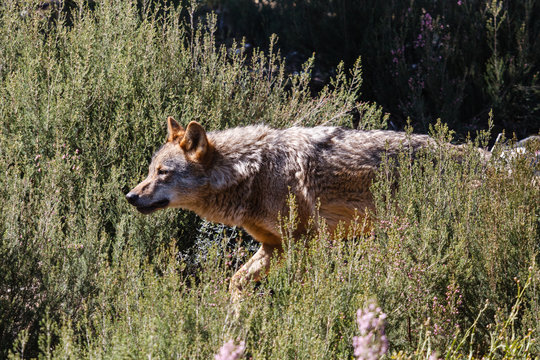 Lobo Ibérico, acechando. Canis lupus signatus.