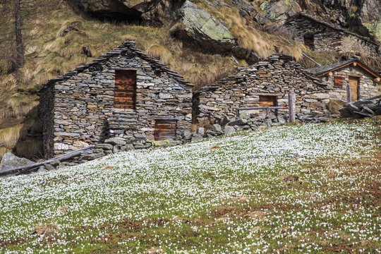 Blooming flowers and huts of Alpe dell' Oro. Alpe dell' Oro, Chiareggio, Valmalenco, Valtellima, Italy.