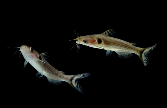 Catfishes in aquarium , Naked catfishes, Bagrid catfishes