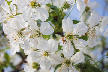 Obraz premium Blooming white flowers in garden