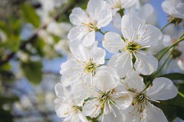 Blooming white flowers in garden
