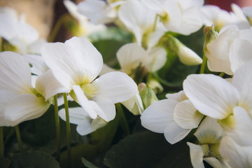 Obraz na płótnie Canvas White flowers in garden