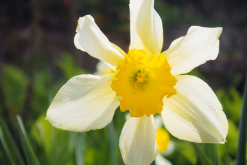 Fototapeta na wymiar Yellow flower in garden