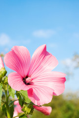 Pink flower on the sky background
