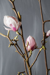 flowers magnolia in glass vase. Magnolia stellata . Still life.