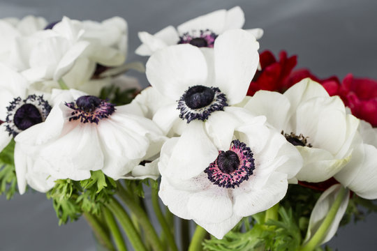 Fototapeta Close-up of a white and red poppies anemones in vase. Many flowers - gray background. winter flower
