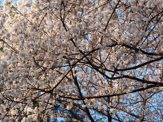 Cherry blossoms in Ueno Park