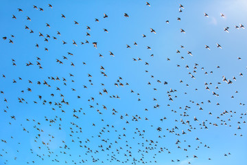 Flock of birds