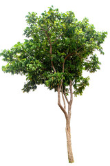 Tree isolated on a white background clipping path