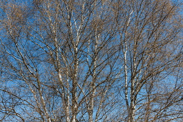 Abedules pubescentes. Betula pubescens, alba.