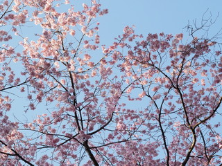 Cherry blossoms in Ueno Park