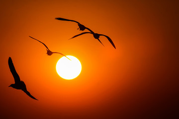 Gulls in the rays of the sunset