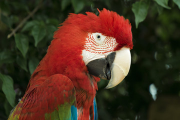 Red parrot standing on tree branch