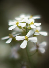 Wild white flowers, very soft looking, blurred effect.