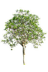 Tree isolated on a white background clipping path