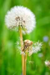 Closeup dandelion seeds on a natural green background