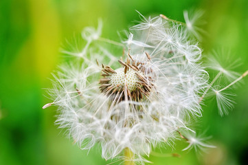 Closeup dandelion seeds on a green background