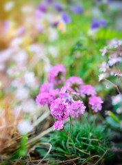 Flowers decorative schivereckia on natural background, springtime