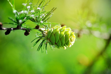 Young cone of larch tree in sunlight