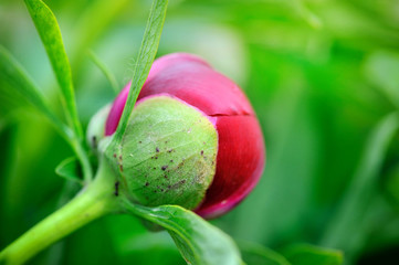 Red peony bud on a green background
