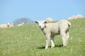 Obraz premium White Sheep lamb standing on pasture and looking