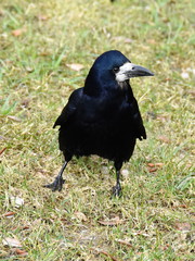 Rook Corvus frugilegus walking on a lawn
