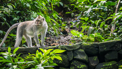 Long-tailed macaques Macaca fascicularis, in Sacred Monkey Forest, Ubud, Indonesia