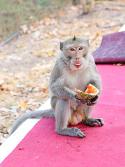 Monkey eating watermelon