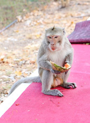 Monkey eating watermelon