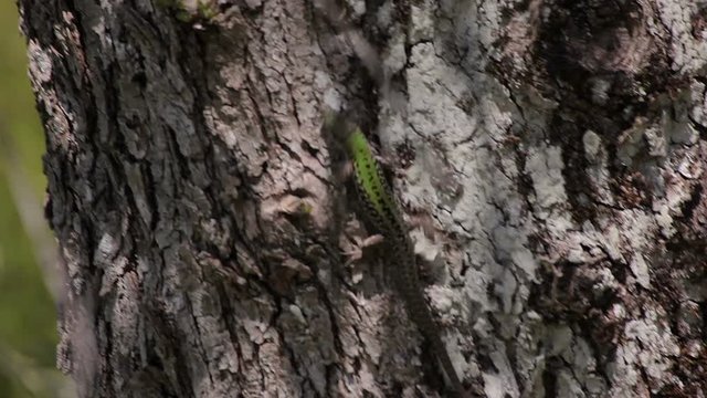 Lacerta agilis Europe