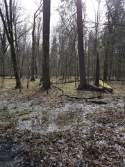 Białowieża. Puszcza © michalsen