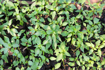 Small chilli plant