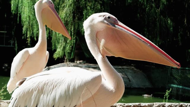 pelicans gular sac, detailed side view of light beige wildbird, close-up of huge pink bird with dark plumages on wings sitting still by lakeside, birdbinded pelicans spending time near pond in reserve