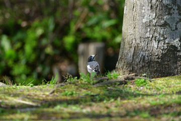white wagtail