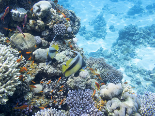 Fototapeta na wymiar Coral reef with exotic fishes Anthias and Schooling bannerfish , underwater