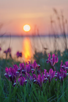 Wild irises against the sunset.