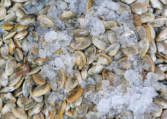 Fresh Mussels with ice