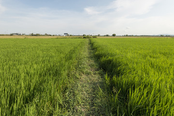 Ridge through a rice paddy in Petchaburi, Thailand