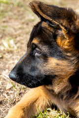 German shepherd puppy