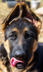 German shepherd puppy