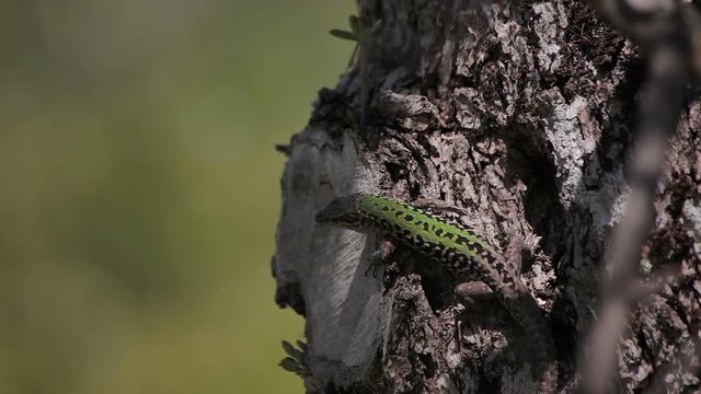 Lacerta agilis Europe