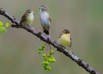 Zitting Cisticola feeding her babies