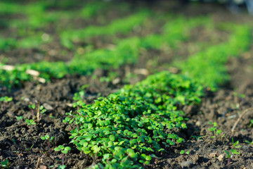 Young growth on garden beds