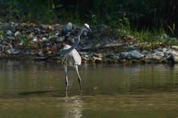 Gray heron fishing in river