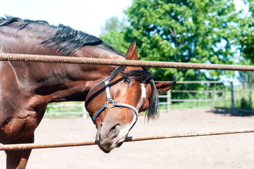 Fototapeta premium Curious friendly chestnut horse reaching to camera lens.